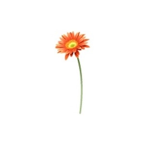 Orange Daisy